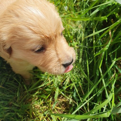 Chiots golden retriever lof #2