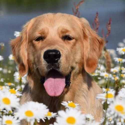 Chiots golden retriever lof #4