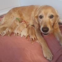 Chiots golden retriever lof