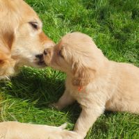 Chiots golden retriever lof