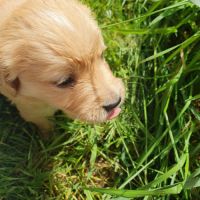 Chiots golden retriever lof #2