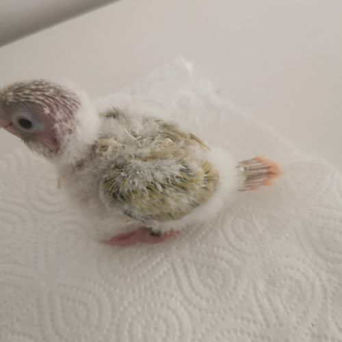 Jeunes conures molinae suncheek et moncheek #1