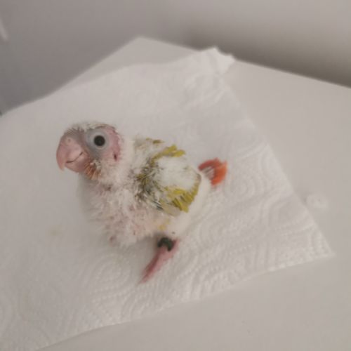 Jeunes conures molinae suncheek et moncheek