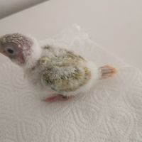 Jeunes conures molinae suncheek et moncheek #1