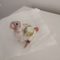 Jeunes conures molinae suncheek et moncheek #0