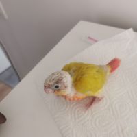 Jeunes conures molinae suncheek et moncheek #3