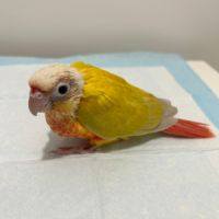 Jeunes conures molinae suncheek et moncheek #2