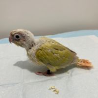 Jeunes conures molinae suncheek et moncheek #3