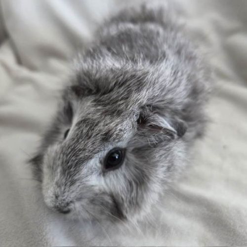 Cochon d'inde rosette agouti argenté #1