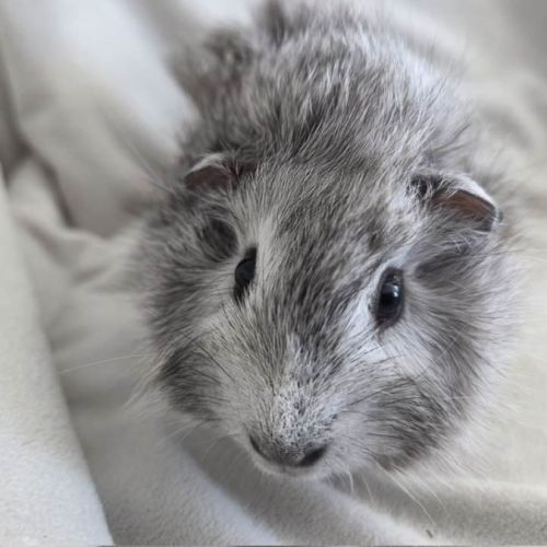 Cochon d'inde rosette agouti argenté #2