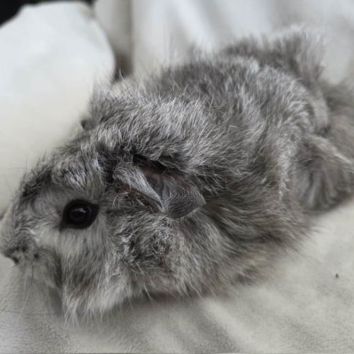 Cochon d'inde rosette agouti argenté #3