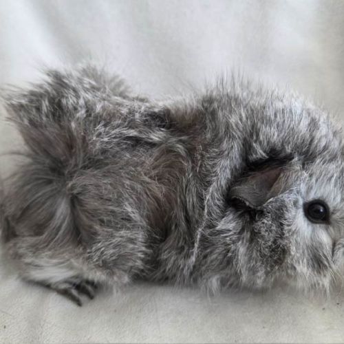 Cochon d'inde rosette agouti argenté #4