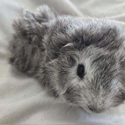 Cochon d'inde rosette agouti argenté #5