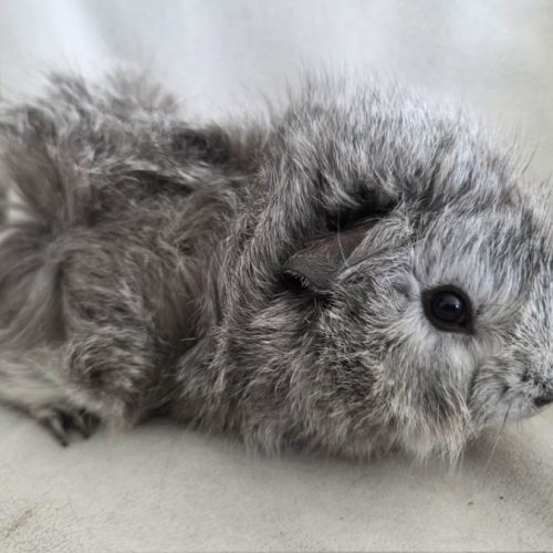 Cochon d'inde rosette agouti argenté #6