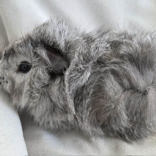 Cochon d'inde rosette agouti argenté