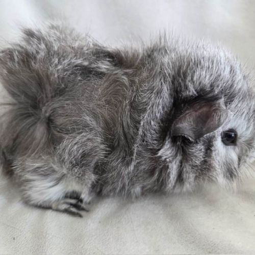 Cochon d'inde rosette agouti argenté #8