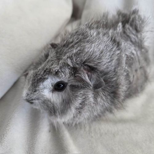 Cochon d'inde rosette agouti argenté #9