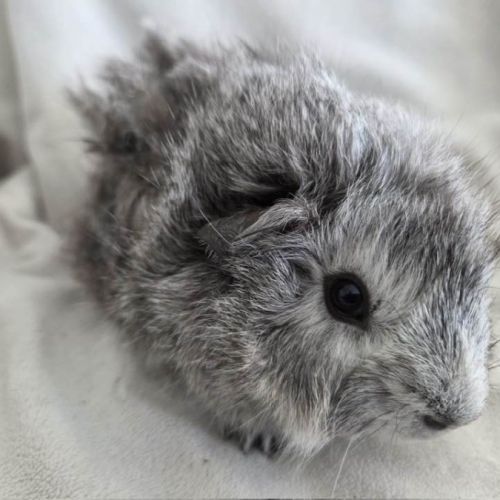 Cochon d'inde rosette agouti argenté #10