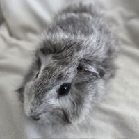 Cochon d'inde rosette agouti argenté #1