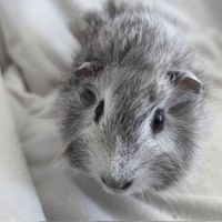 Cochon d'inde rosette agouti argenté #2