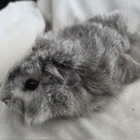 Cochon d'inde rosette agouti argenté #3