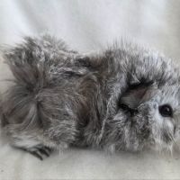 Cochon d'inde rosette agouti argenté #4