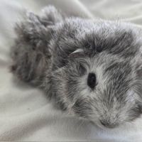 Cochon d'inde rosette agouti argenté #5