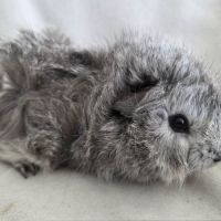 Cochon d'inde rosette agouti argenté #6