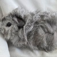 Cochon d'inde rosette agouti argenté