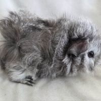 Cochon d'inde rosette agouti argenté #8