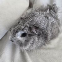 Cochon d'inde rosette agouti argenté #9