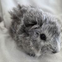 Cochon d'inde rosette agouti argenté #10