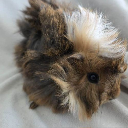 Cochon d'inde rosette agouti doré tricolore #3