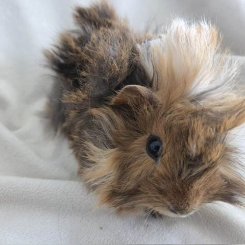 Cochon d'inde rosette agouti doré tricolore #4