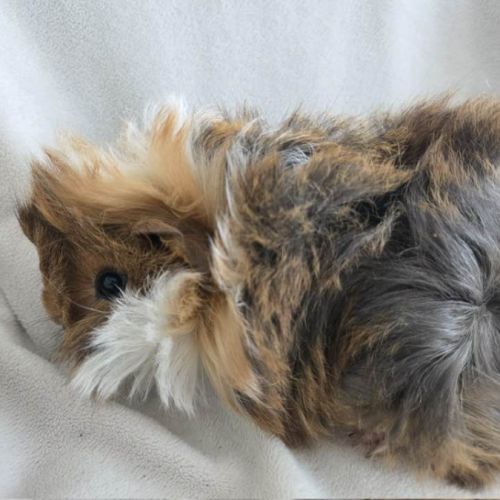 Cochon d'inde rosette agouti doré tricolore #5