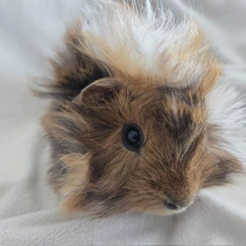 Cochon d'inde rosette agouti doré tricolore #6