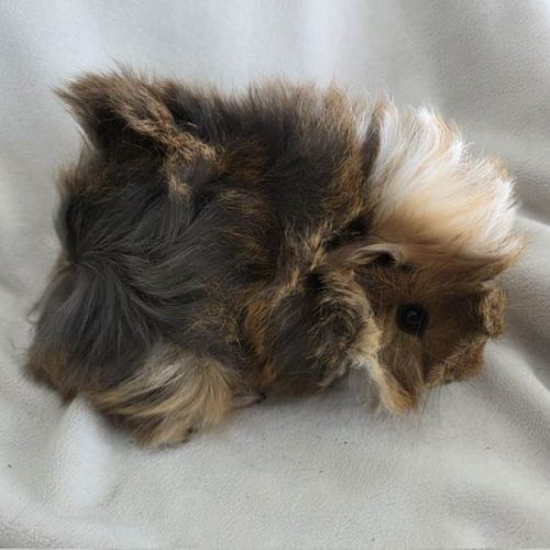 Cochon d'inde rosette agouti doré tricolore #9