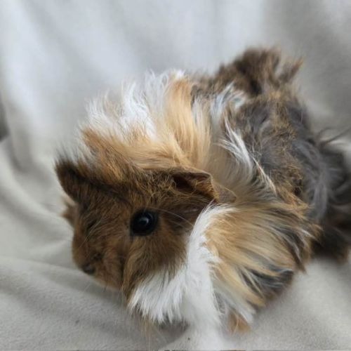 Cochon d'inde rosette agouti doré tricolore