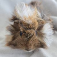 Cochon d'inde rosette agouti doré tricolore #1