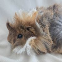 Cochon d'inde rosette agouti doré tricolore #2