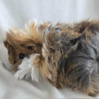 Cochon d'inde rosette agouti doré tricolore #5