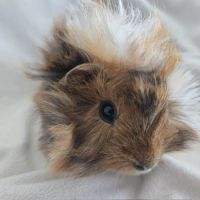 Cochon d'inde rosette agouti doré tricolore #6