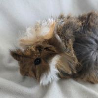 Cochon d'inde rosette agouti doré tricolore #7