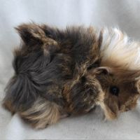 Cochon d'inde rosette agouti doré tricolore #8