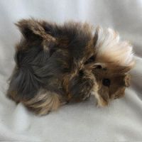 Cochon d'inde rosette agouti doré tricolore #9