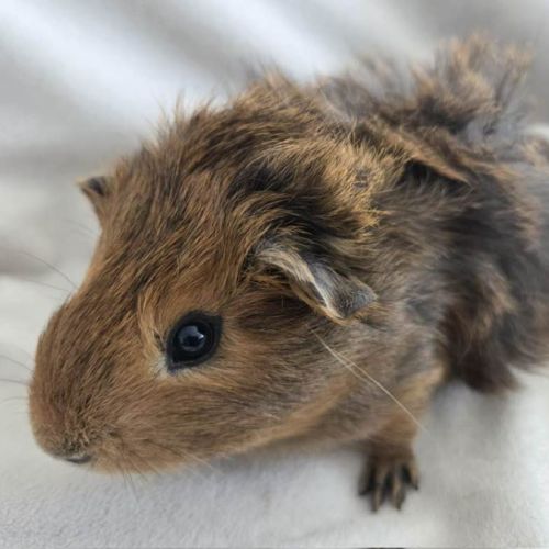 Cochon d'inde semi-rosette agouti doré #3