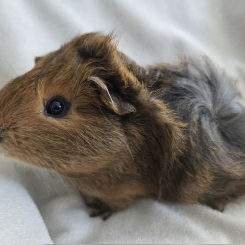 Cochon d'inde semi-rosette agouti doré #4