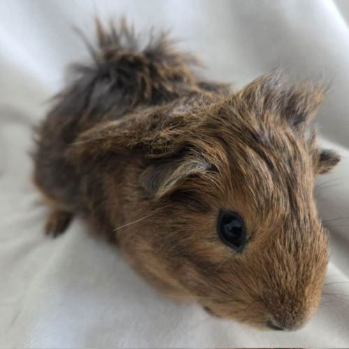 Cochon d'inde semi-rosette agouti doré #6