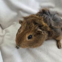 Cochon d'inde semi-rosette agouti doré