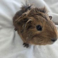 Cochon d'inde semi-rosette agouti doré #2